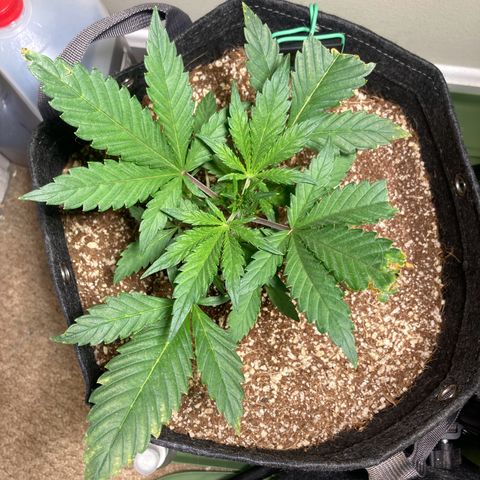 Athos  growlog timeline photo