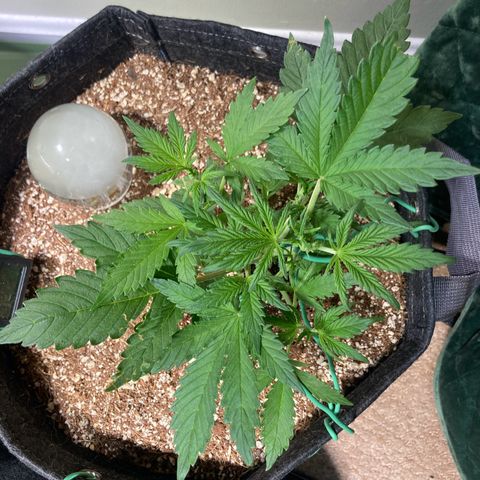 Porthos growlog timeline photo
