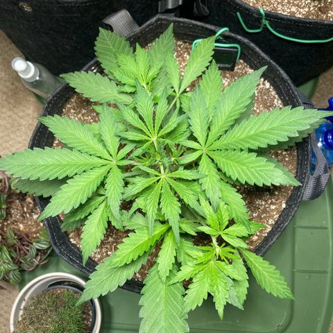 Aramis growlog timeline photo