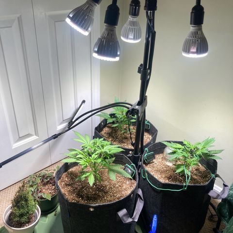 Aramis growlog timeline photo