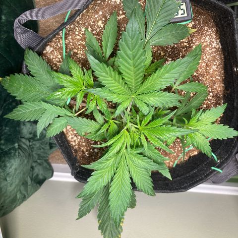 Athos  growlog photo: Added LST
