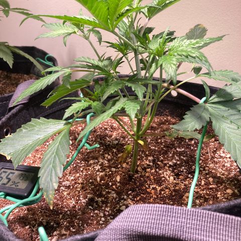 Athos  growlog photo: Added LST
