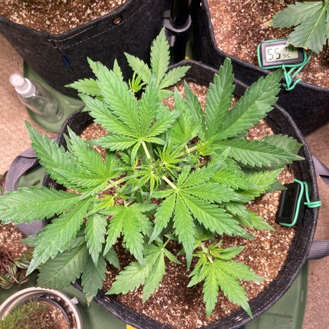 Porthos growlog photo: Removed LST