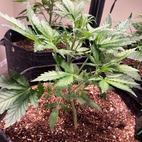 Porthos growlog photo: Removed LST