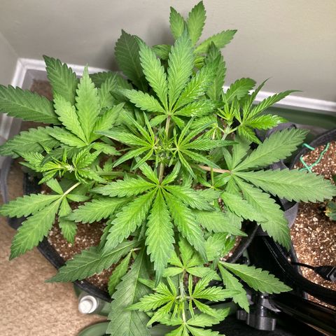 Aramis growlog timeline photo