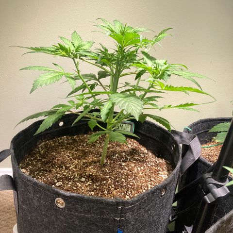 Aramis growlog timeline photo