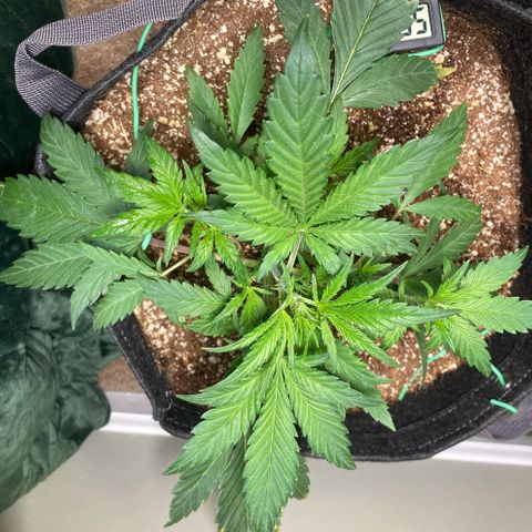 Athos  growlog timeline photo
