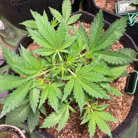 Porthos growlog timeline photo