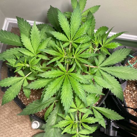 Aramis growlog timeline photo