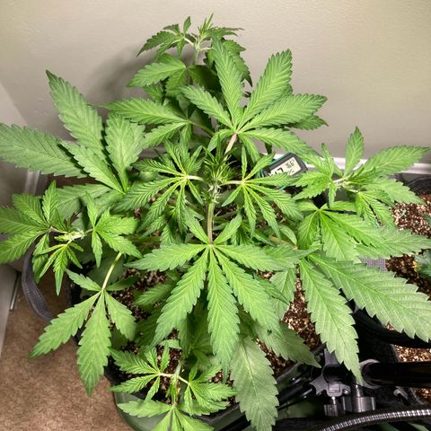 Aramis growlog timeline photo