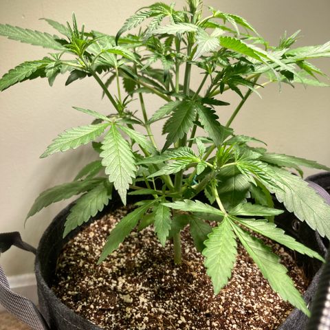 Aramis growlog timeline photo