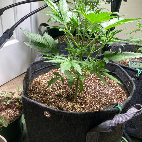 Porthos growlog timeline photo