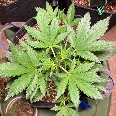 Porthos growlog timeline photo