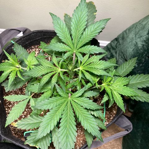 Athos  growlog timeline photo