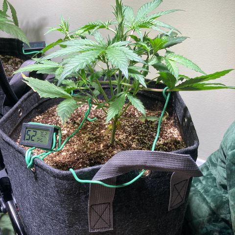 Athos  growlog timeline photo