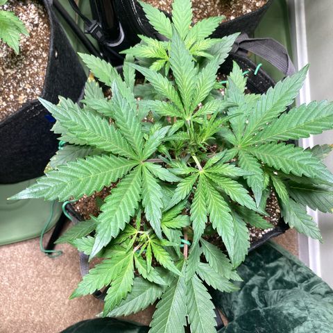 Athos  growlog timeline photo