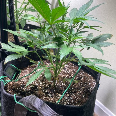 Athos  growlog timeline photo