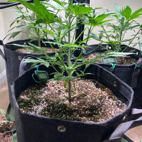Porthos growlog timeline photo