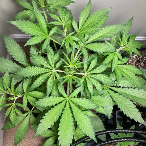 Aramis growlog timeline photo