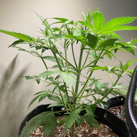 Aramis growlog timeline photo