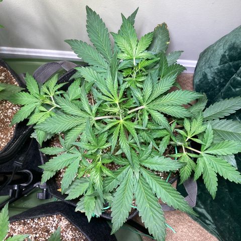 Athos  growlog timeline photo