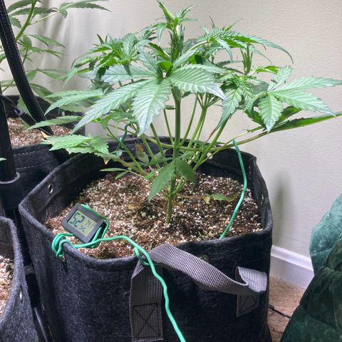 Athos  growlog timeline photo