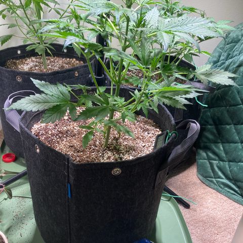 Porthos growlog timeline photo
