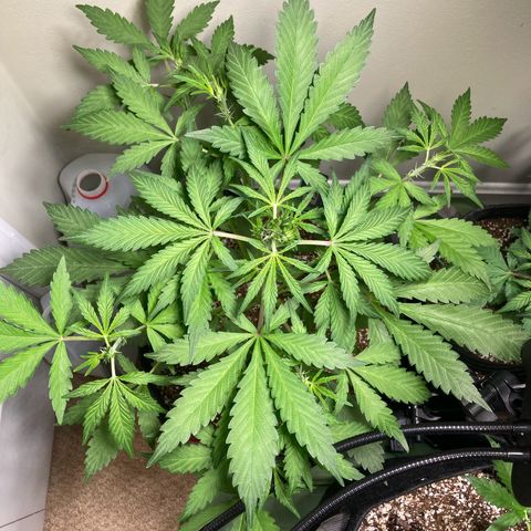 Aramis growlog timeline photo