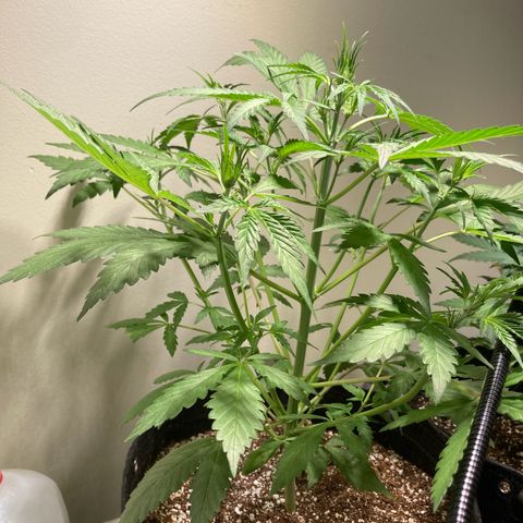 Aramis growlog timeline photo