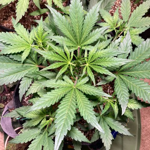 Athos  growlog timeline photo