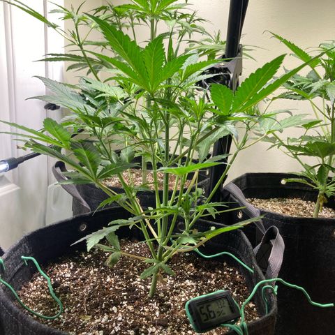 Athos  growlog timeline photo