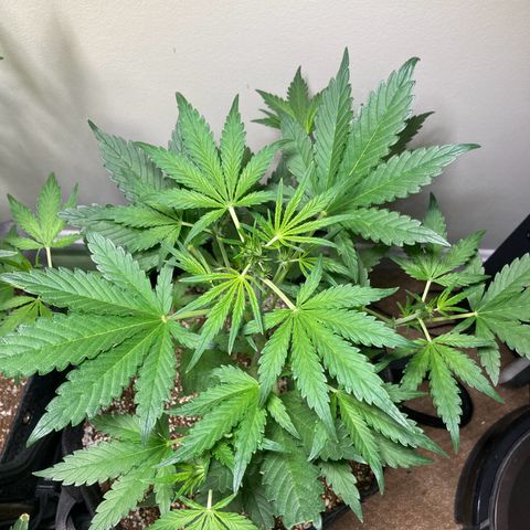 Porthos growlog timeline photo