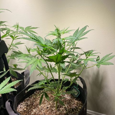 Porthos growlog timeline photo