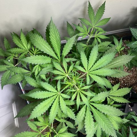 Aramis growlog timeline photo
