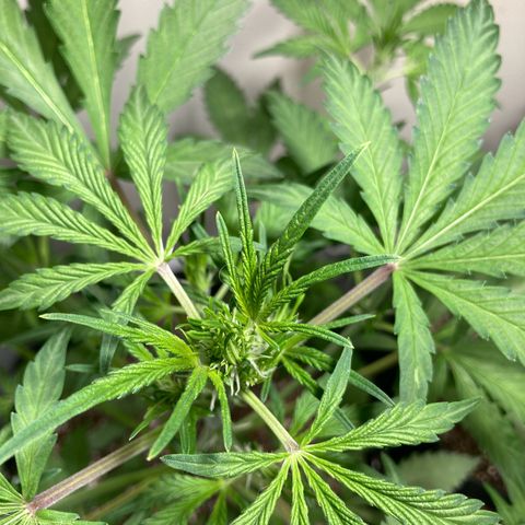 Aramis growlog timeline photo