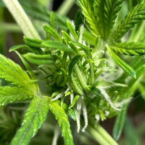 Aramis growlog timeline photo