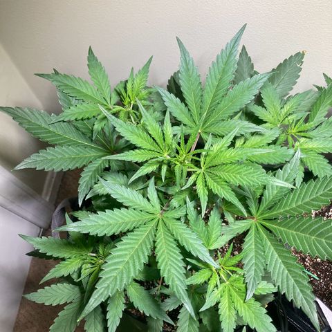 Athos  growlog timeline photo