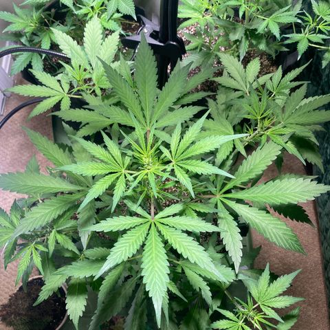 Aramis growlog timeline photo