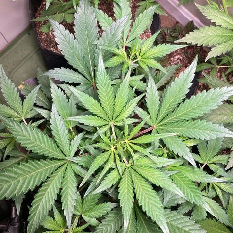 Athos  growlog timeline photo