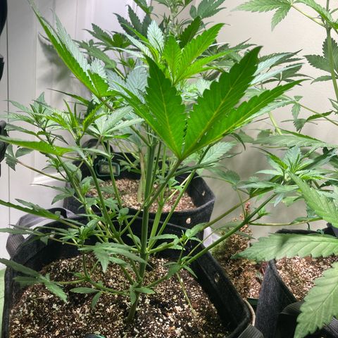 Athos  growlog timeline photo