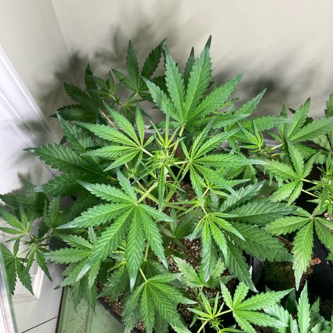 Porthos growlog timeline photo