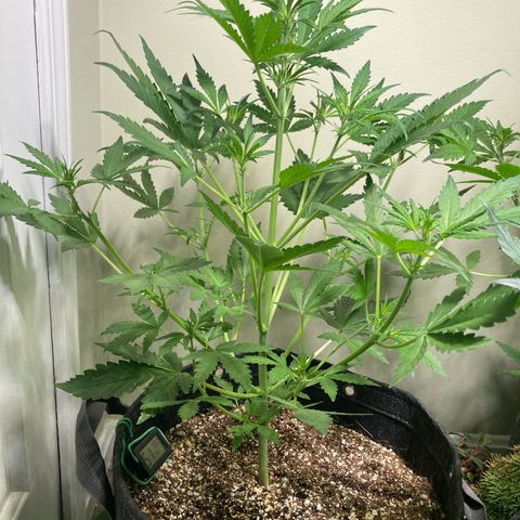 Porthos growlog timeline photo