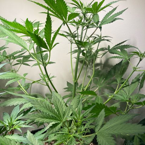 Porthos growlog timeline photo
