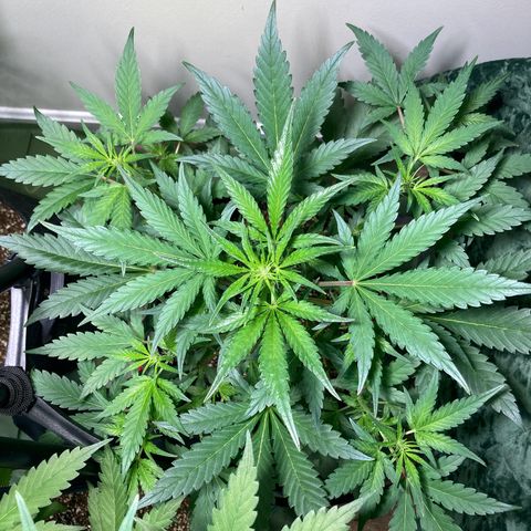 Athos  growlog timeline photo