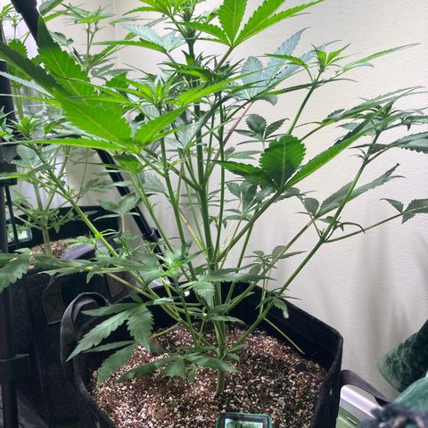 Athos  growlog timeline photo