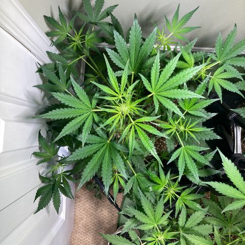 Porthos growlog timeline photo