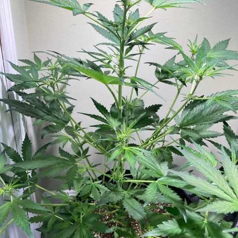 Porthos growlog timeline photo