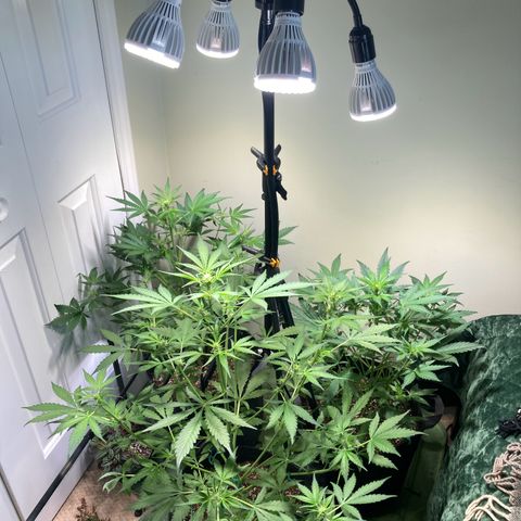 Aramis growlog timeline photo