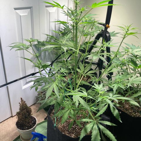 Aramis growlog timeline photo