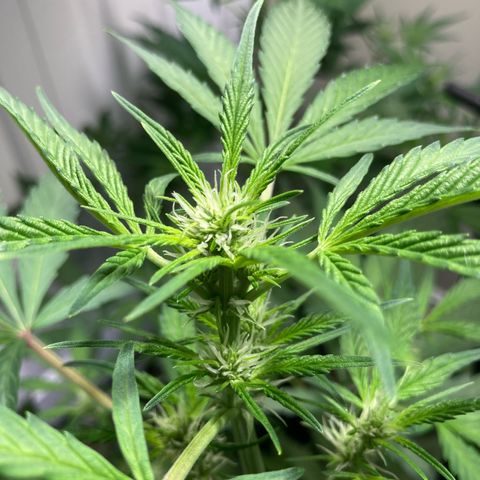 Aramis growlog timeline photo